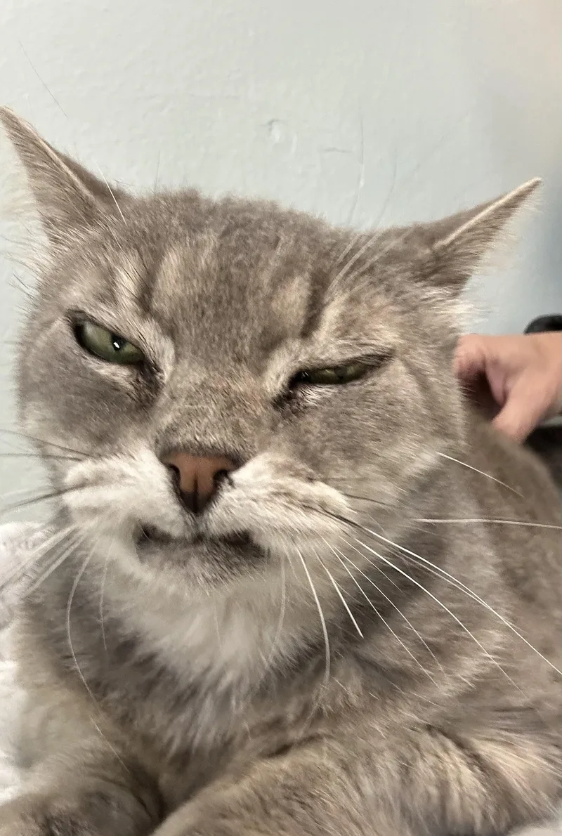 A senior medium-sized female Gray & White Domestic Short Hair cat named Selena for adoption in New Port Richey, FL