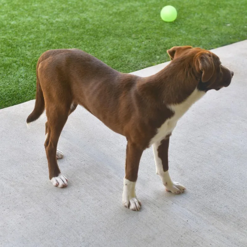 A young medium-sized male Brown / Chocolate Chocolate Labrador Retriever dog named Weaver for adoption in Ottawa, KS