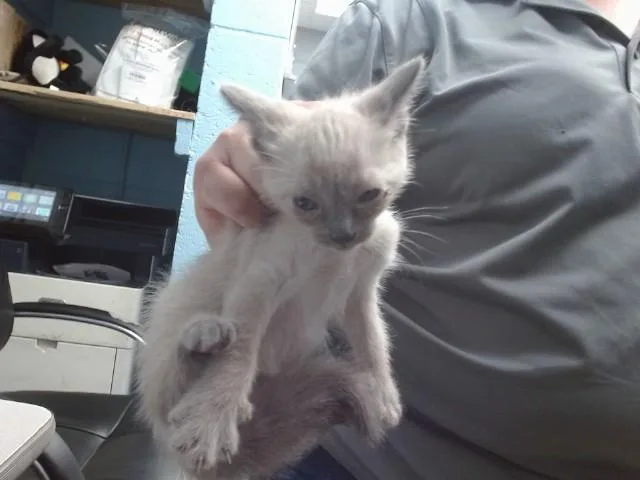 A baby small-sized female Domestic Short Hair cat named Nanny for adoption in Albuquerque, NM