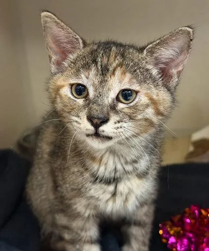 A baby medium-sized female Domestic Short Hair cat named Evie for adoption in Sacramento, CA