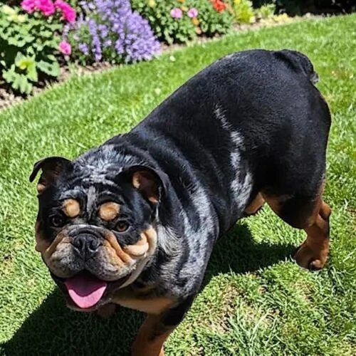 A young medium-sized male Tricolor (Brown, Black, & White) English Bulldog dog named Cisco for adoption in Memphis, TN