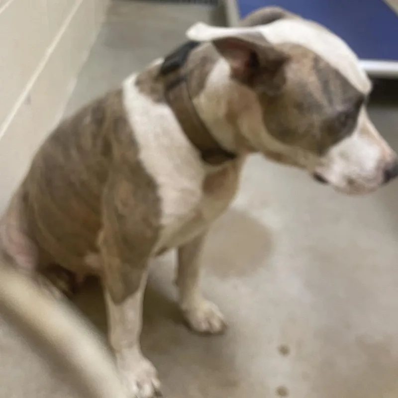 A baby medium-sized female Brindle Pit Bull Terrier dog named Rosie for adoption in Palestine, TX