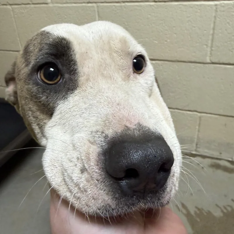 Rosie thumbnail 2