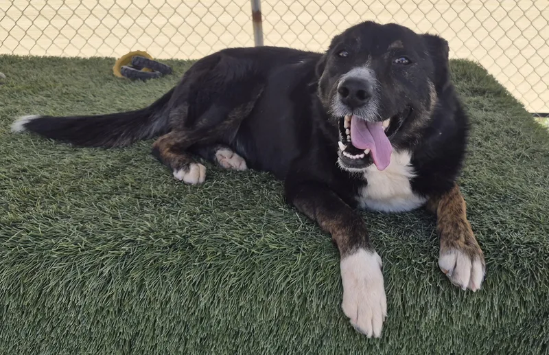An adult medium-sized male Bicolor Cattle Dog dog named Saint for adoption in La Verkin, UT