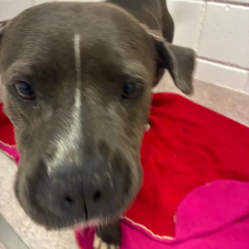 An adult medium-sized female Gray / Blue / Silver Pit Bull Terrier dog named Fortnite for adoption in Horn Lake, MS