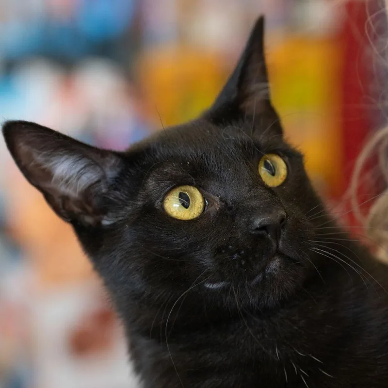 An adult small-sized female Black Domestic Short Hair cat named Reyna Chiles for adoption in Merrifield, VA