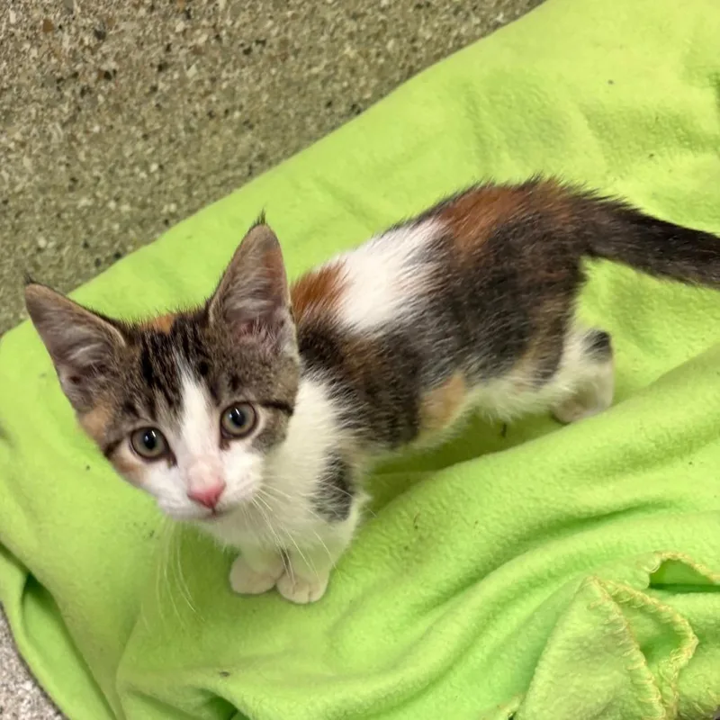 A baby small-sized female Black Domestic Short Hair cat named Shenanigans for adoption in Detroit Lakes, MN