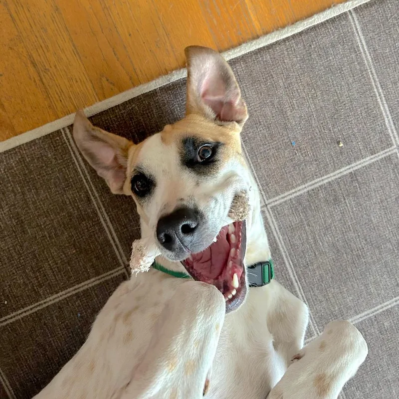 Pinerolo thumbnail 2