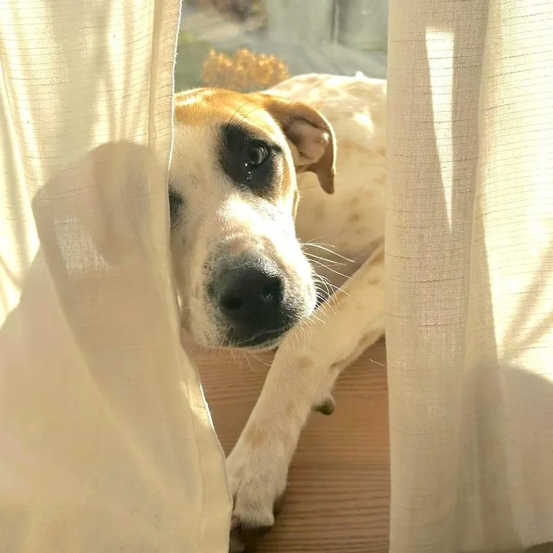 Pinerolo thumbnail 3