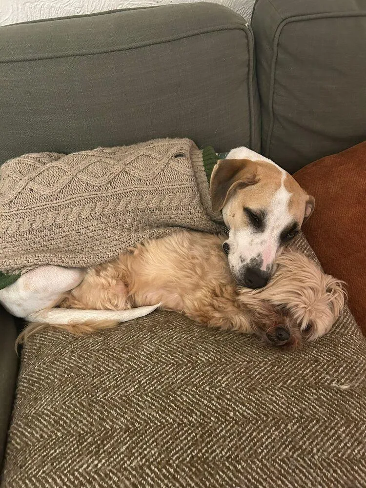 Pinerolo thumbnail 4