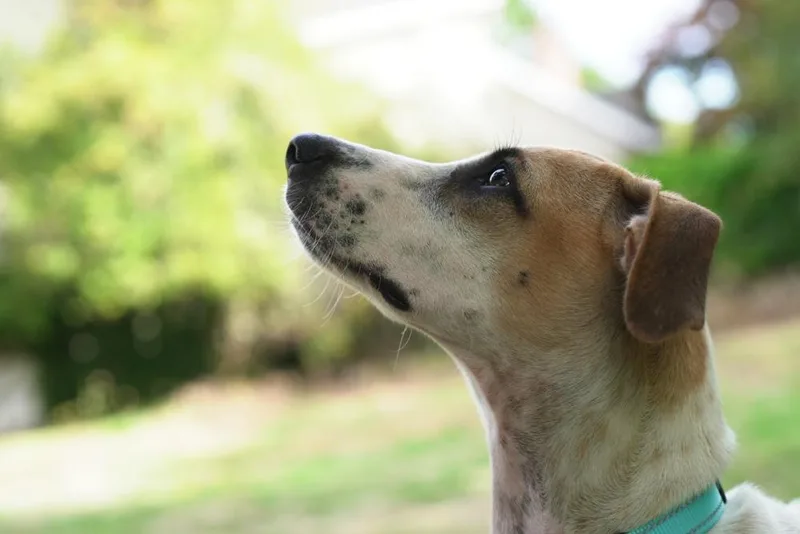 Pinerolo thumbnail 5