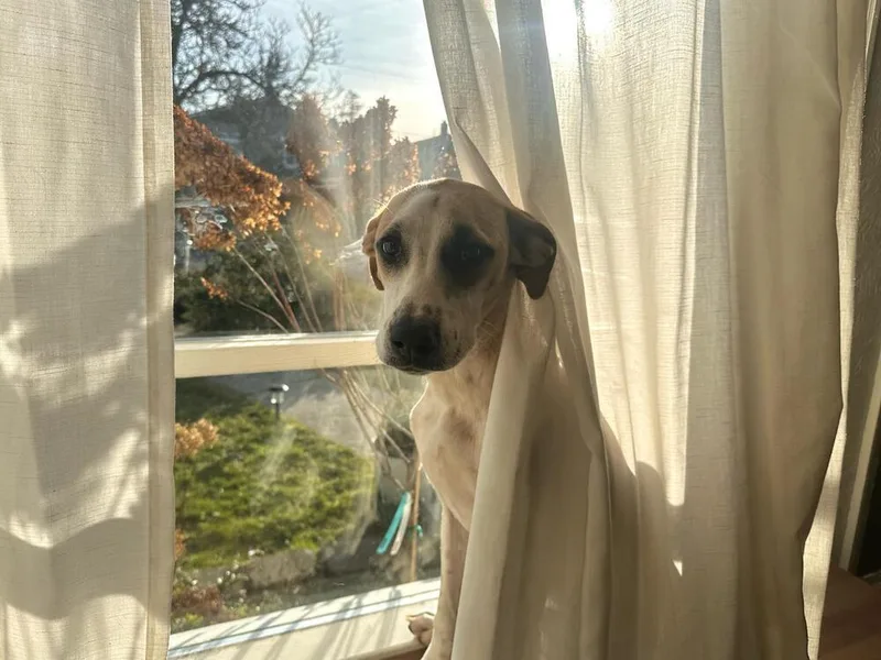 Pinerolo thumbnail 6