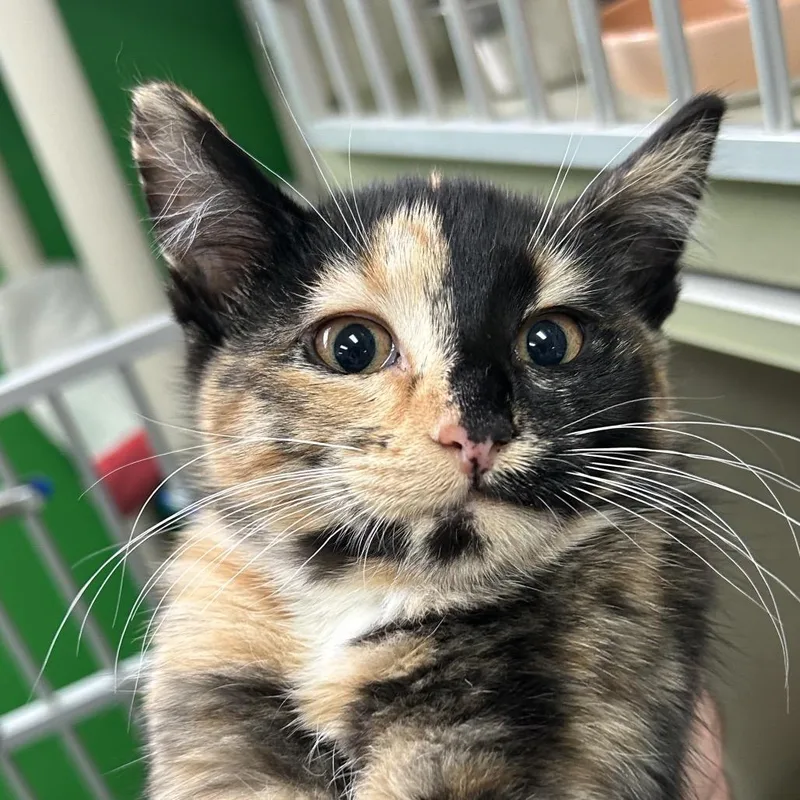 A young large-sized female Tortoiseshell Domestic Short Hair cat named Snickers "Speaker" for adoption in Denver, CO