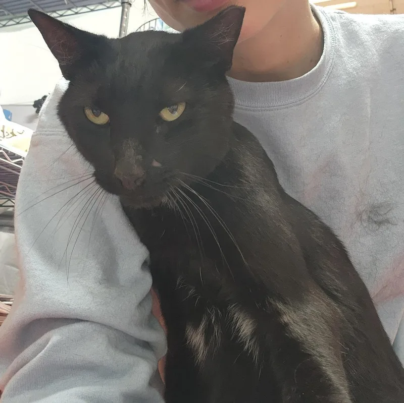 A young large-sized male Domestic Short Hair cat named Oscar for adoption in Lambertville, NJ