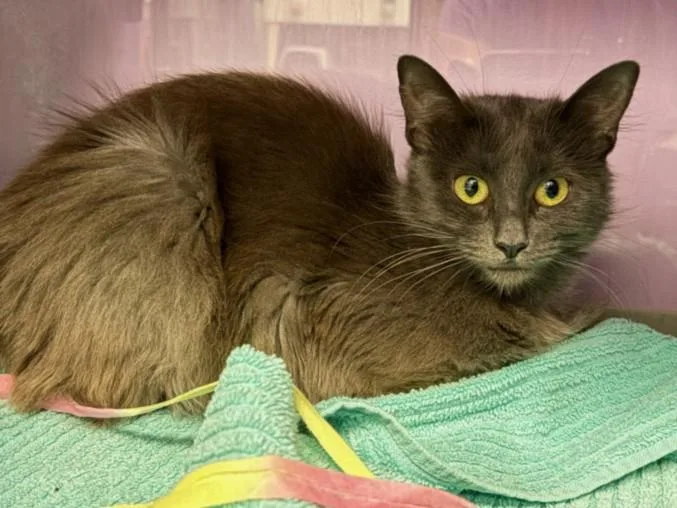 A young large-sized female Domestic Medium Hair cat named Princess for adoption in Santa Cruz, CA