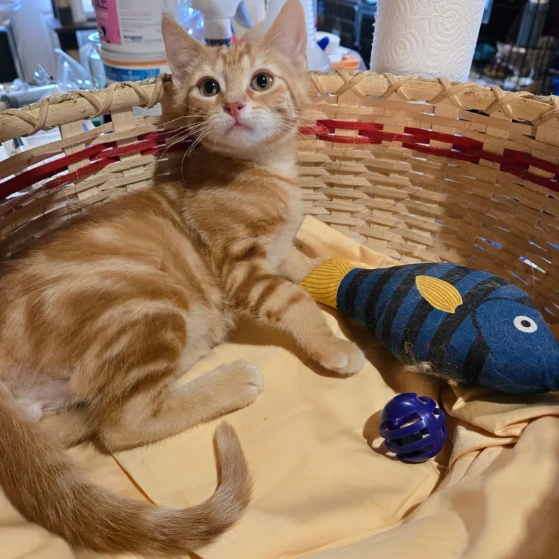 A baby small-sized male Orange / Red Domestic Medium Hair cat named Crackerjack for adoption in Park Falls, WI