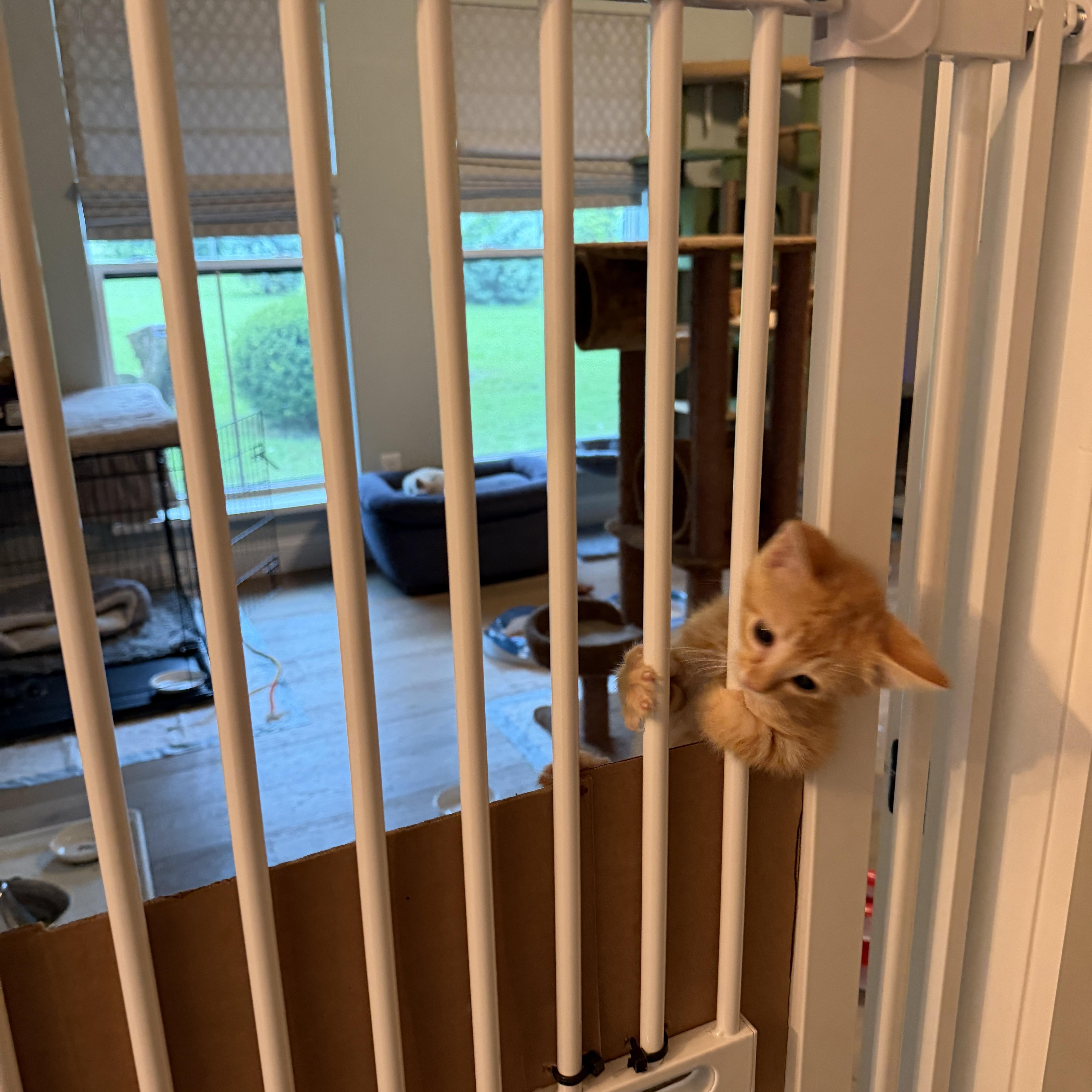 A baby medium-sized female Orange & White Tabby cat named Cayenne for adoption in Parker, TX
