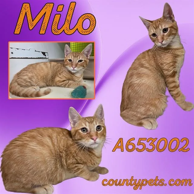 Milo