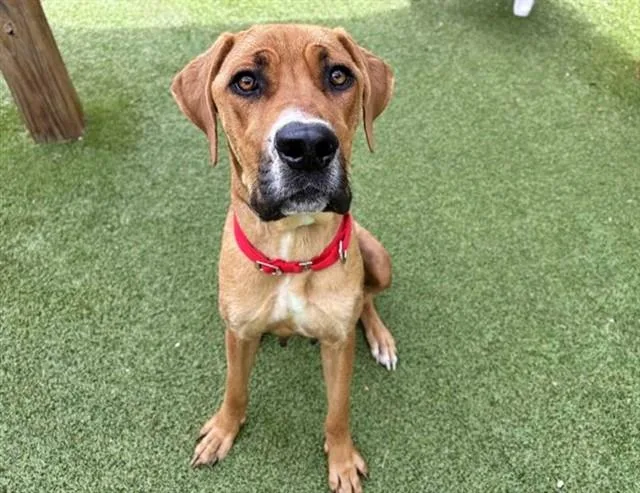 A young large-sized female Mastiff dog named Hippie for adoption in Saint Louis, MO