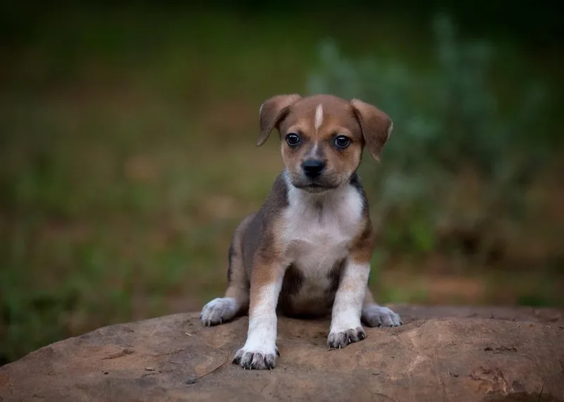 A young medium-sized male Mixed Breed dog named Copper for adoption in Batesville, AR