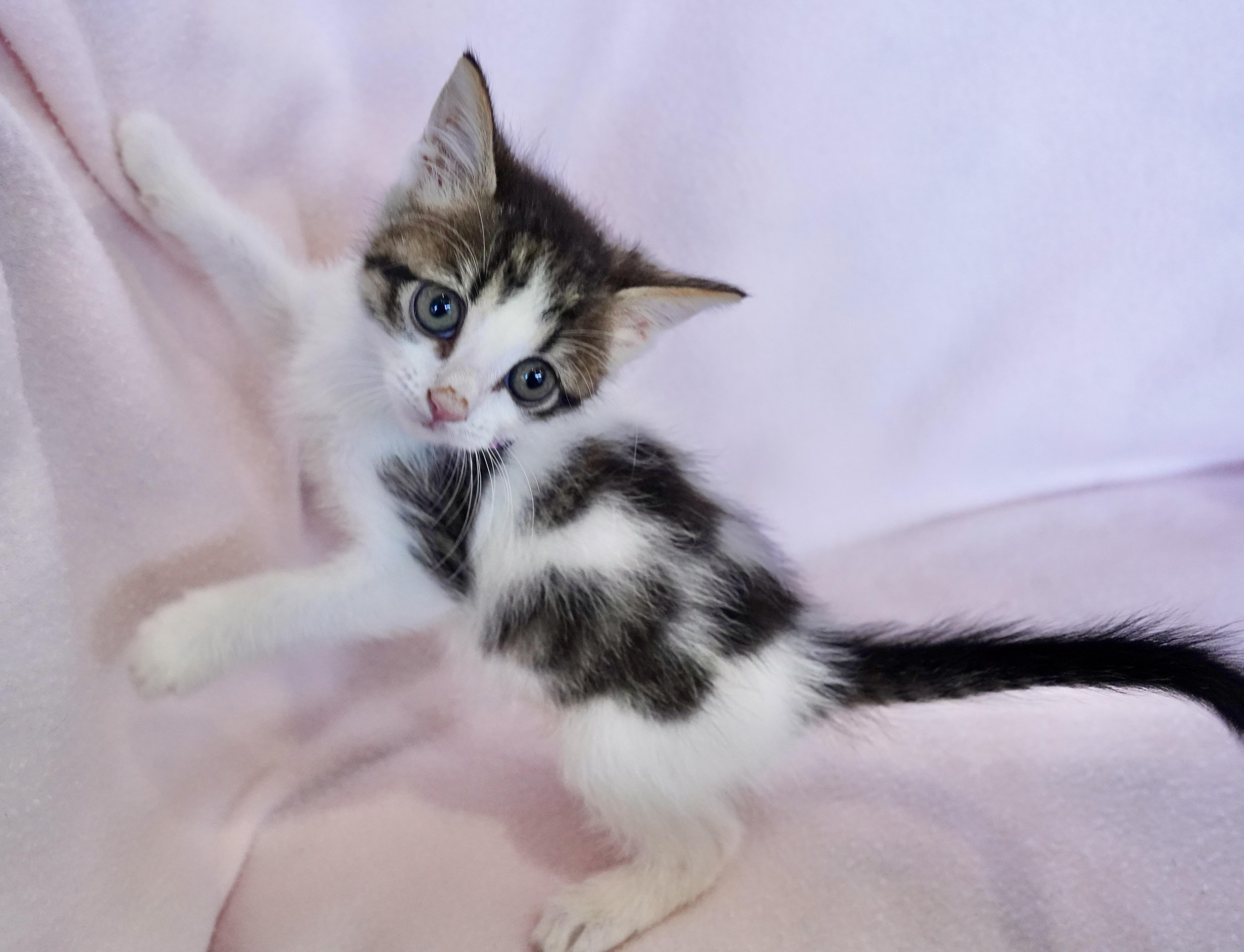 A baby medium-sized female Tabby (Brown / Chocolate) Domestic Medium Hair cat named Mummy for adoption in San Antonio, TX