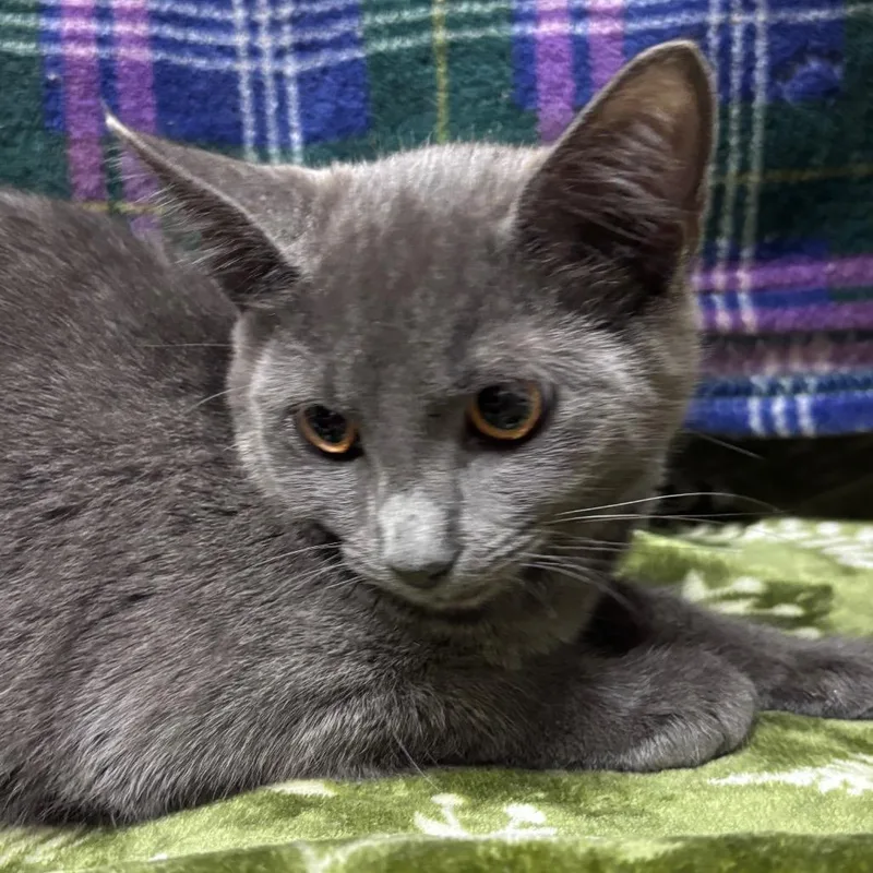 A young small-sized female Gray / Blue / Silver Domestic Short Hair cat named Gerry for adoption in Providence, RI
