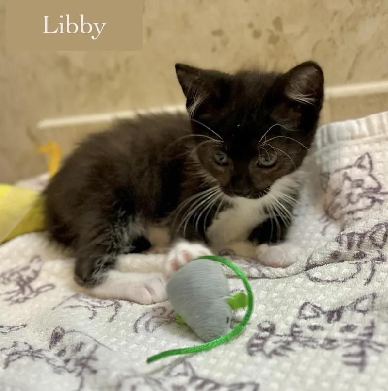 A baby small-sized female Black & White / Tuxedo Domestic Short Hair cat named Libby for adoption in Chalfont, PA