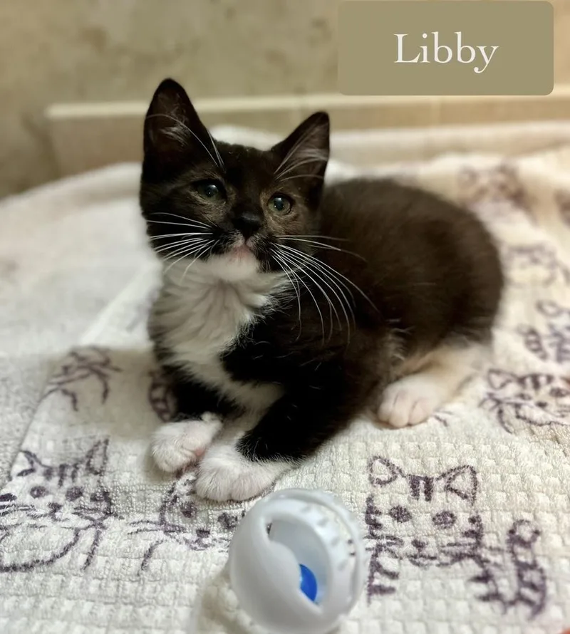 Libby thumbnail 2