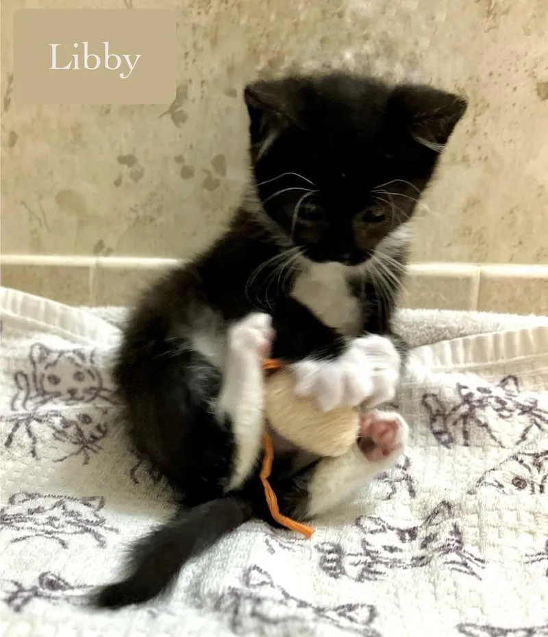 Libby thumbnail 5