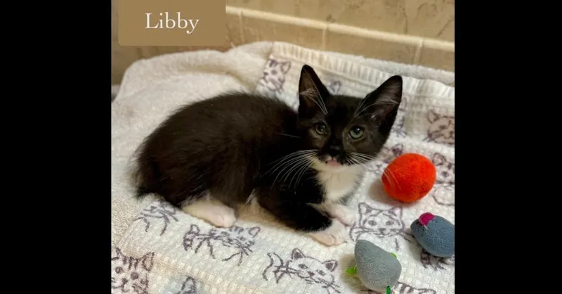 Libby thumbnail 6