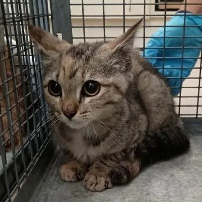A baby medium-sized female Tabby (Brown / Chocolate) Domestic Short Hair cat named Bo Peep for adoption in Athens, GA