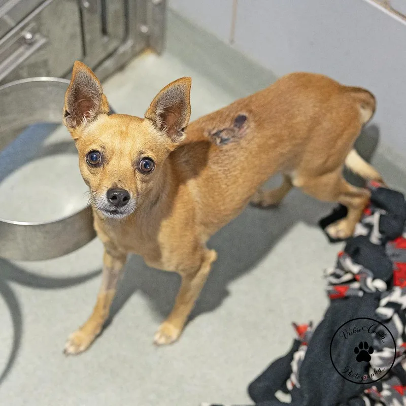 A young small-sized male Yellow / Tan / Blond / Fawn Chihuahua dog named Tito AKA Rocco for adoption in Abilene, TX
