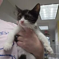 A baby small-sized female Domestic Medium Hair cat named Apple Cider for adoption in Easton, MD
