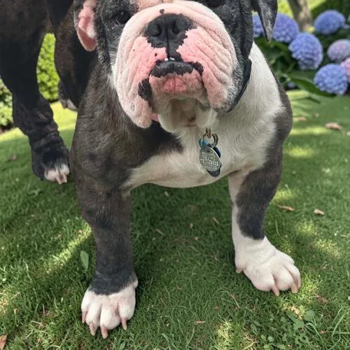 A young medium-sized female Bicolor English Bulldog dog named Willadean for adoption in Memphis, TN