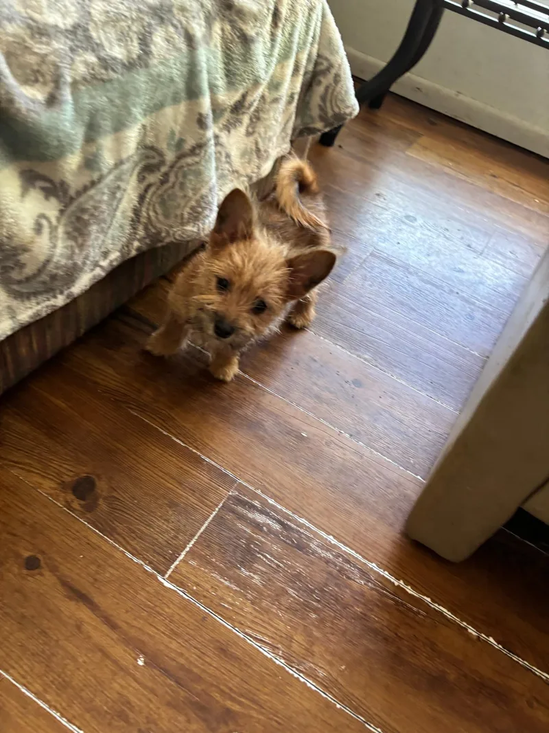 Mimi