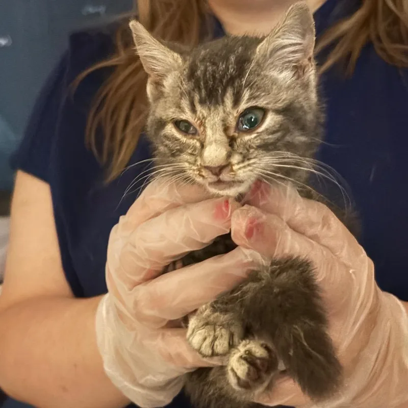 A baby small-sized female Brown / Chocolate Domestic Short Hair cat named Rapunzel for adoption in Newark, NJ