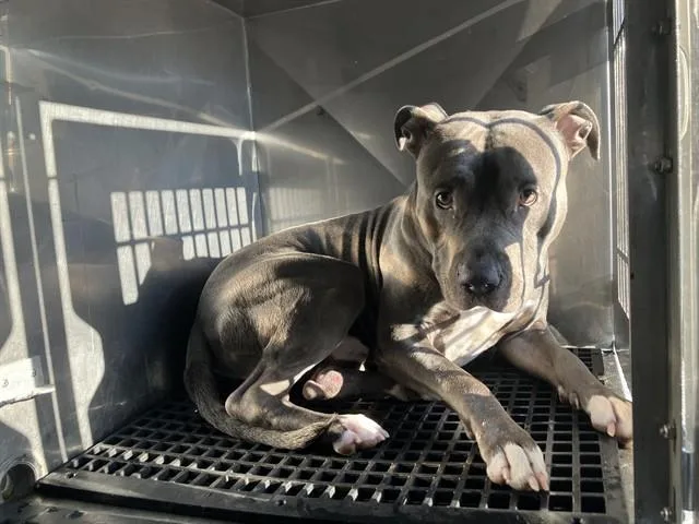 A young large-sized male Mixed Breed dog named Loki for adoption in Dallas, TX