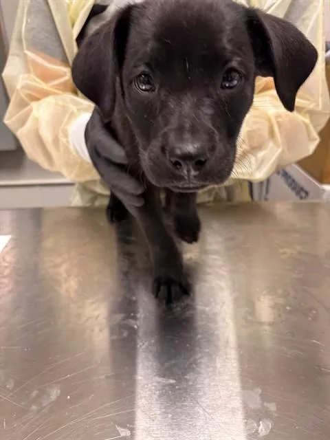A baby small-sized male German Shepherd Dog dog named Elio for adoption in Ontario, CA
