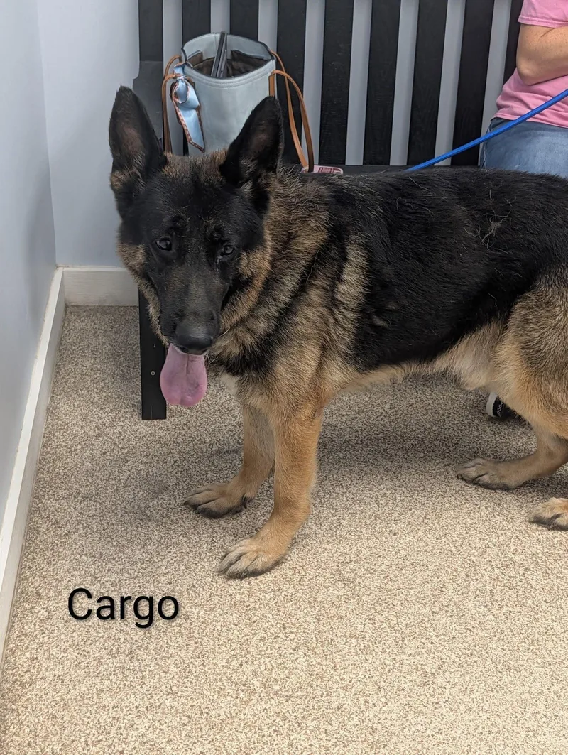 An adult large-sized male Black German Shepherd Dog named Cargo for adoption in Johnstown, PA