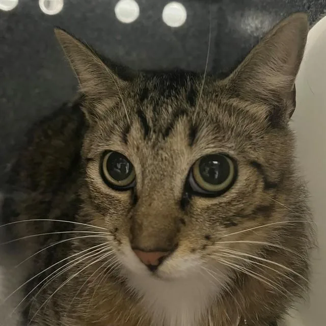 A young medium-sized male Domestic Short Hair cat named Skittles for adoption in Naples, FL