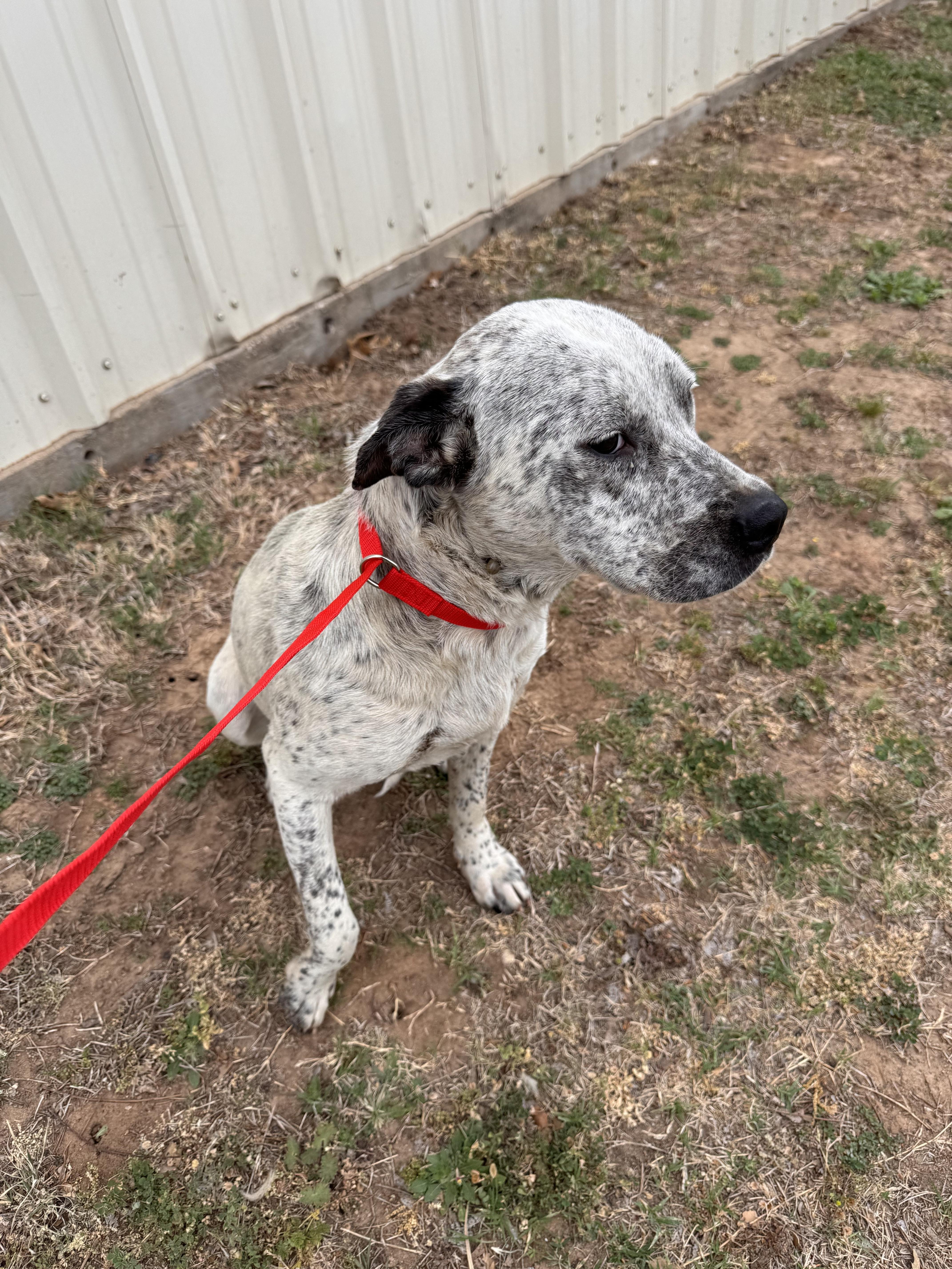 A young medium-sized female White / Cream Pit Bull Terrier dog named Lacie for adoption in Jenks, OK