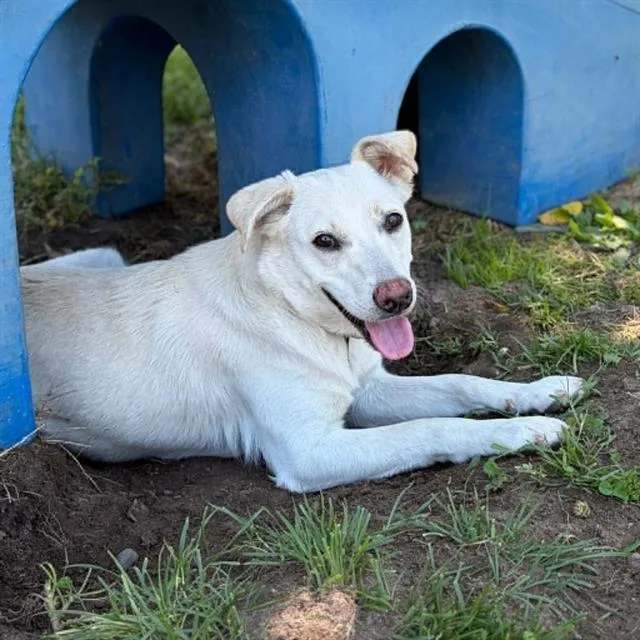 A young medium-sized female Labrador Retriever dog named Creami for adoption in Modesto, CA