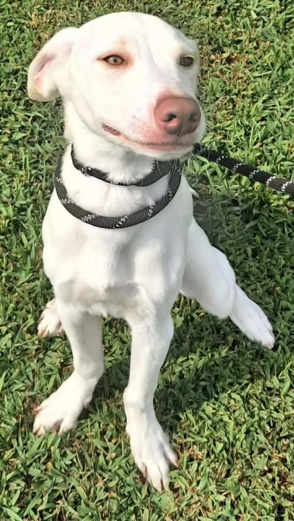 A baby large-sized male Labrador Retriever dog named Titan for adoption in Murphysboro, IL