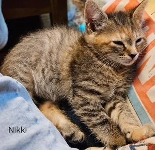 A baby medium-sized female Domestic Short Hair cat named Nikki for adoption in Parkville, MD