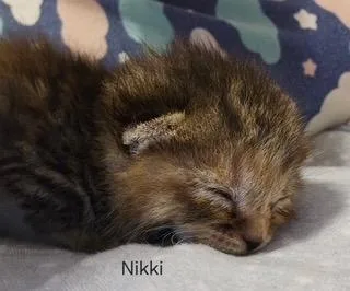 Nikki thumbnail 2