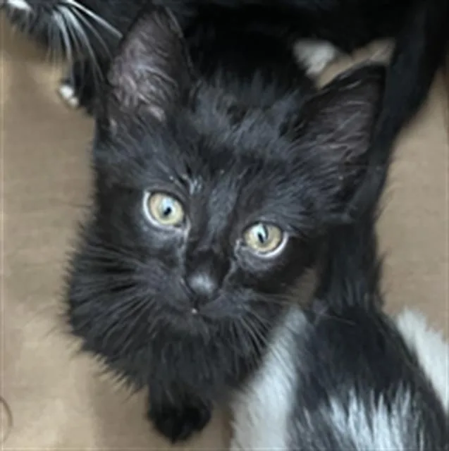 A baby medium-sized male Domestic Short Hair cat named Mac for adoption in Dallas, TX