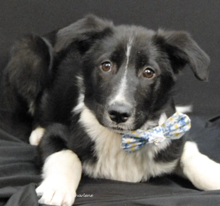 A young medium-sized male Black Border Collie dog named Nectar for adoption in Newland, NC