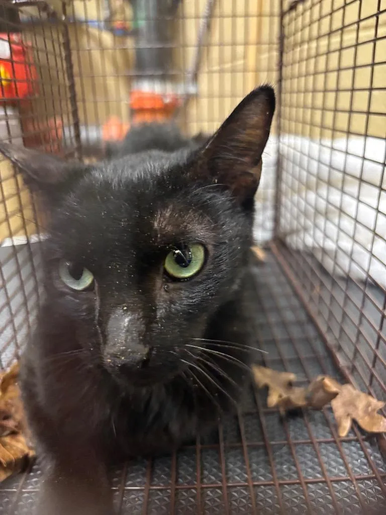 A young small-sized female Domestic Short Hair cat named Beatrix for adoption in Douglasville, GA