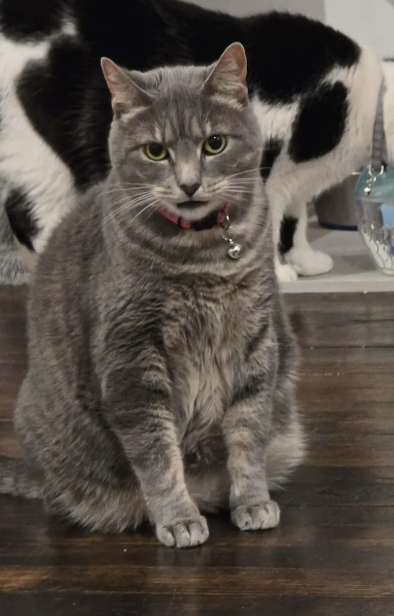 A senior medium-sized female Tabby (Gray / Blue / Silver) Domestic Short Hair cat named Nelly for adoption in Chambersburg, PA