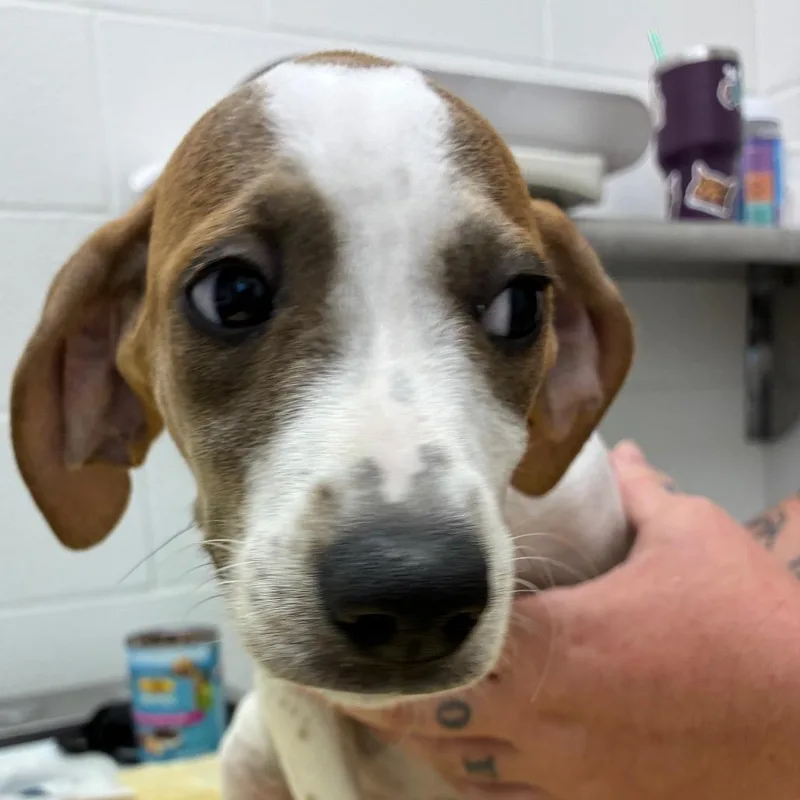 A baby small-sized female White / Cream Hound dog named Sansa for adoption in Corpus Christi, TX